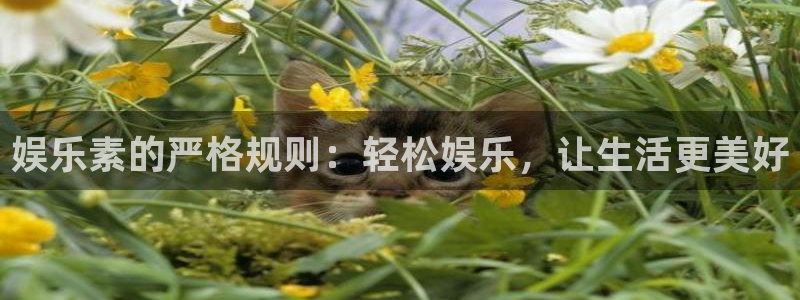 华信娱乐注册网站app：娱乐素的严格规则：轻松娱乐，让生活更美好