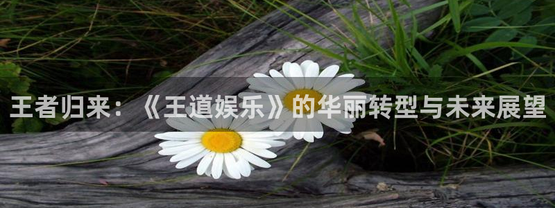 华信娱乐2官网：王者归来：《王道娱乐》的华丽转型与未来展望