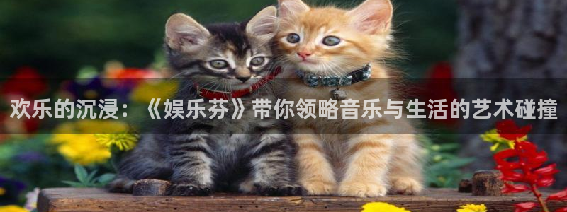华信娱乐的平台：欢乐的沉浸：《娱乐芬》带你领略音乐与生活的艺术碰撞